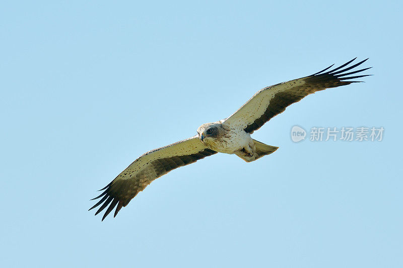 靴鹰(Aquila pennata)